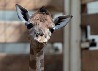 irafa, sob a hb kon Pevalskho pat mezi nejerstvj prstky v libereck zoo